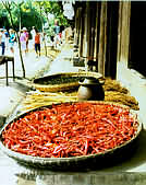 Red hot chillis in sun.