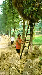 Dazu farmer stores rice in tree.