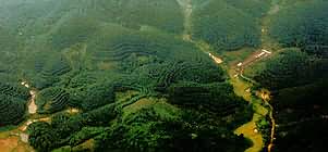 Aerial view of tea bushes at Jinghong