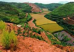 View of paddy fields from top of mountain.