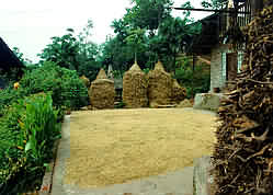 Ricks of rice straw at side of yard.