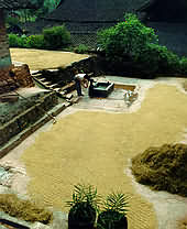 Rice dries out in sun.