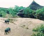 Pot bellied pigs.